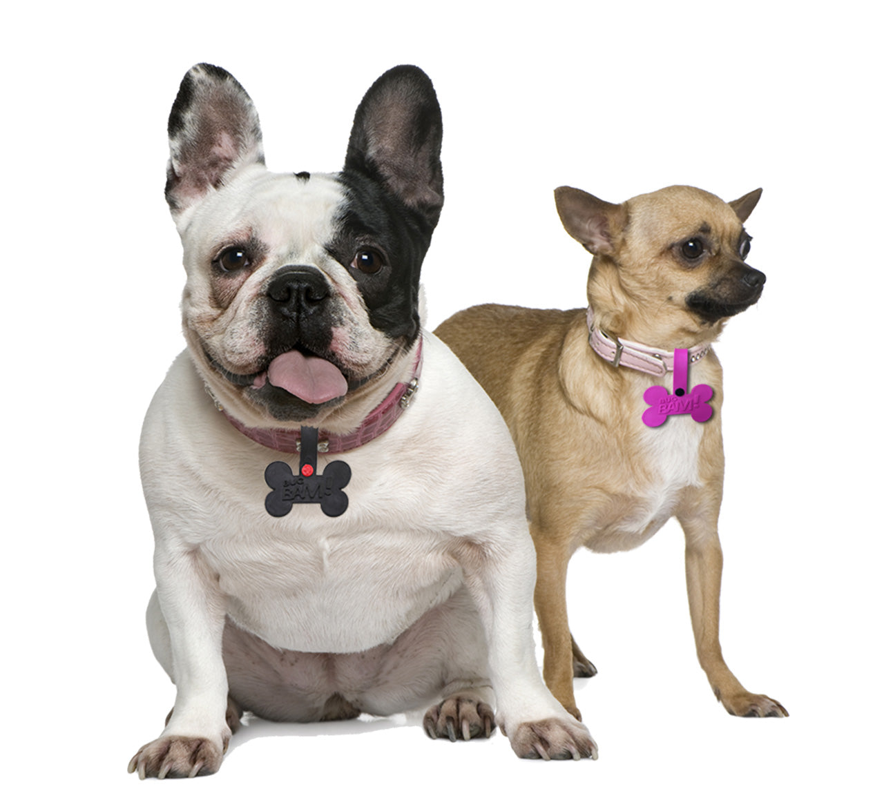 The Grid & Pet Tag Pack