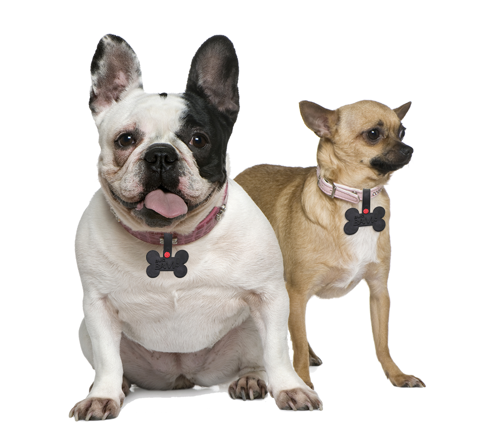 Mosquito, Flea & Tick Pet Tags